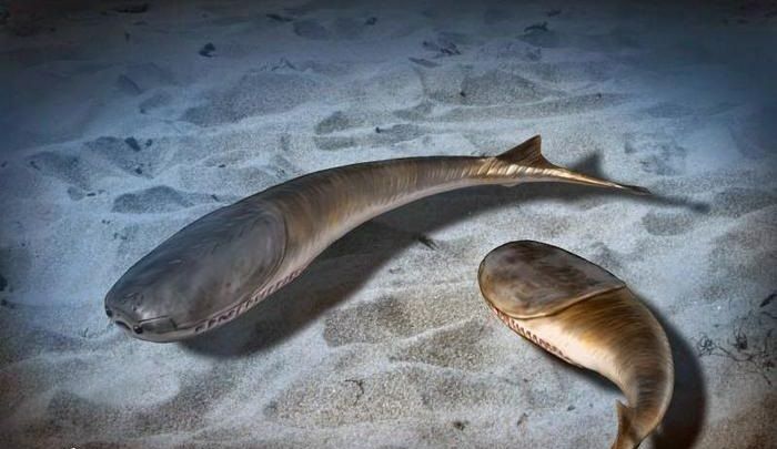 La era de los peces empezó tras una extinción masiva hace 445 millones de años | Líder en Información Social