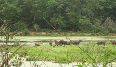 La sed de sangre humana de los mosquitos aumenta por la pérdida de biodiversidad - Servimedia