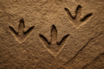 La aceleración evolutiva en los