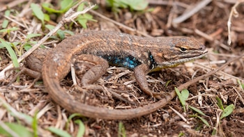 La selección equilibradora ha garantizado