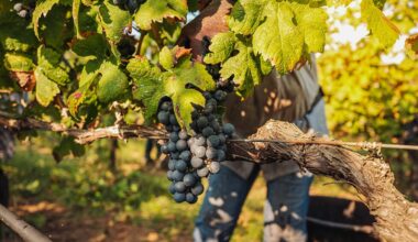 Sector vitivinícola en España y América Latina: claves de su liderazgo