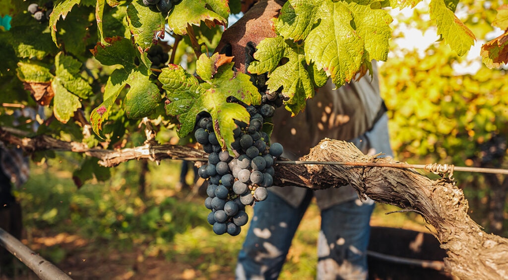 Sector vitivinícola en España y América Latina: claves de su liderazgo