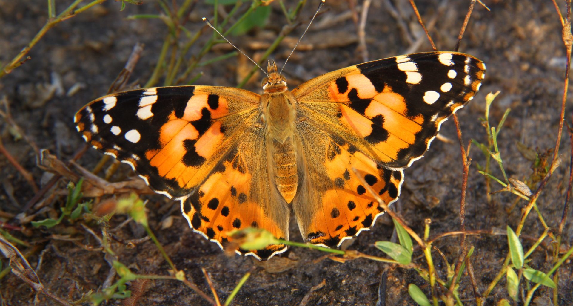 Las mariposas carderas migran en direcciones opuestas según el hemisferio