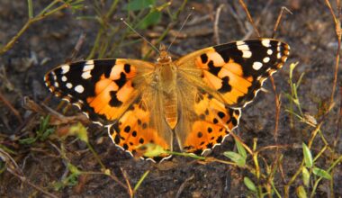 Las mariposas carderas migran en direcciones opuestas según el hemisferio