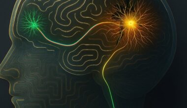 Explican cómo las células madre aprenden a llegar al cerebro para tratar el ictus