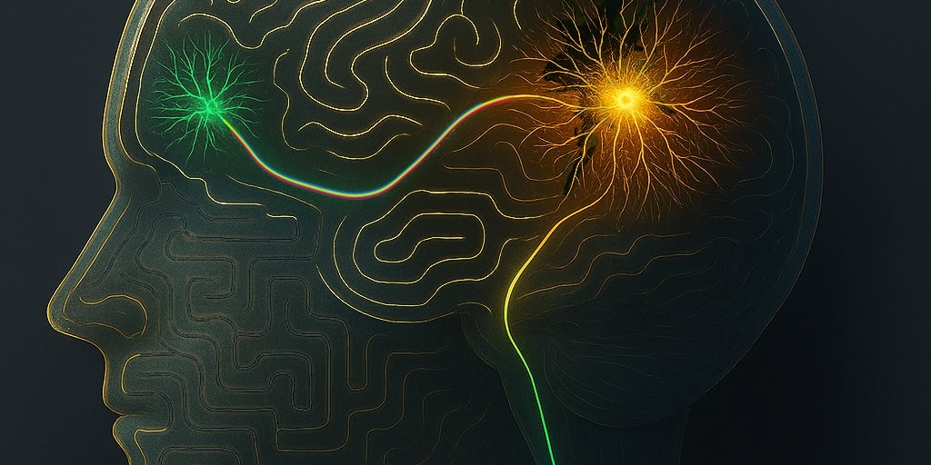 Explican cómo las células madre aprenden a llegar al cerebro para tratar el ictus