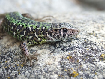 La supervivencia de la biodiversidad