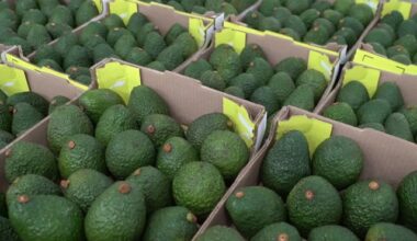 Instituto Colombiano Agropecuario - ICA