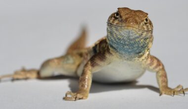 El contexto ecológico y social son claves en la diversidad dentro de una especie