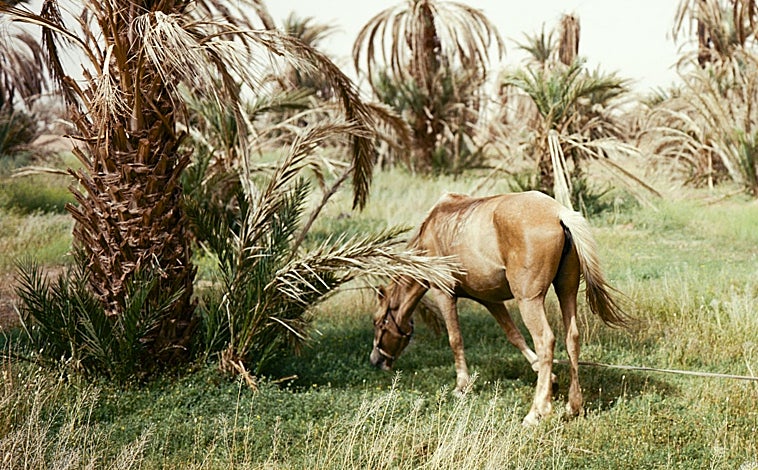 Imagen principal - De arriba abajo, fotografía de M'hammed Kilito; 'Ciudad jardín', de Sonsoles Company; y 'Autorretrato con dos juevos fritos', de Sarah Lucas