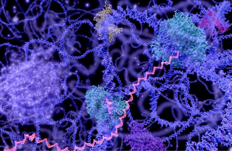 La forma en que el ADN se pliega y se organiza en el espacio es un nivel adicional de regulación de la expresión génica. Recientemente, investigadores del proyecto Nucleoma 4D han publicado los mapas más detallados de esta organización del genoma humano, que mejorarán la interpretación de variantes y pueden ayudar al desarrollo terapéutico. El objetivo del proyecto Nucleoma 4D Humano es caracterizar esta organización y función en diferentes tipos celulares y a lo largo del tiempo.