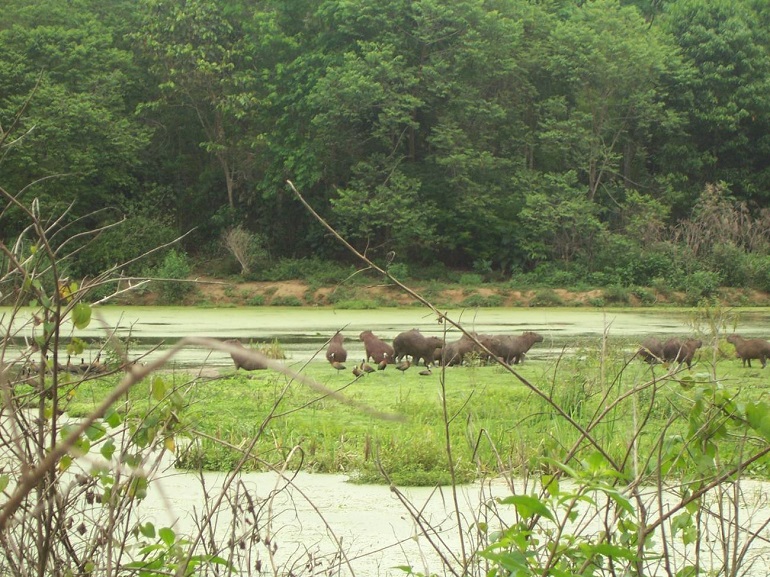 La sed de sangre humana de los mosquitos crece debido a la p&eacute;rdida de biodiversidad