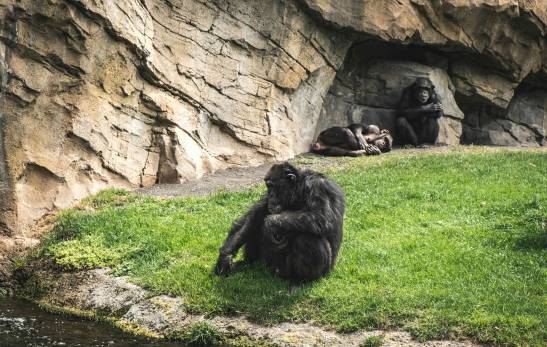 Los factores detrás de la homosexualidad en primates