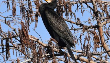 SALIDAS ORNITOLÓGICAS EN EL PARC SAMÀ EL 18 Y EL 25 DE ENERO DE 2026