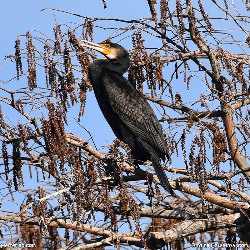 SALIDAS ORNITOLÓGICAS EN EL PARC SAMÀ EL 18 Y EL 25 DE ENERO DE 2026