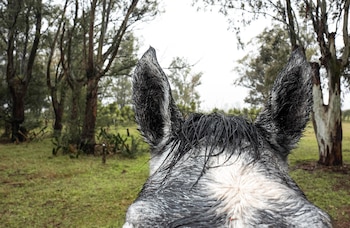 El proyecto Faros destaca el