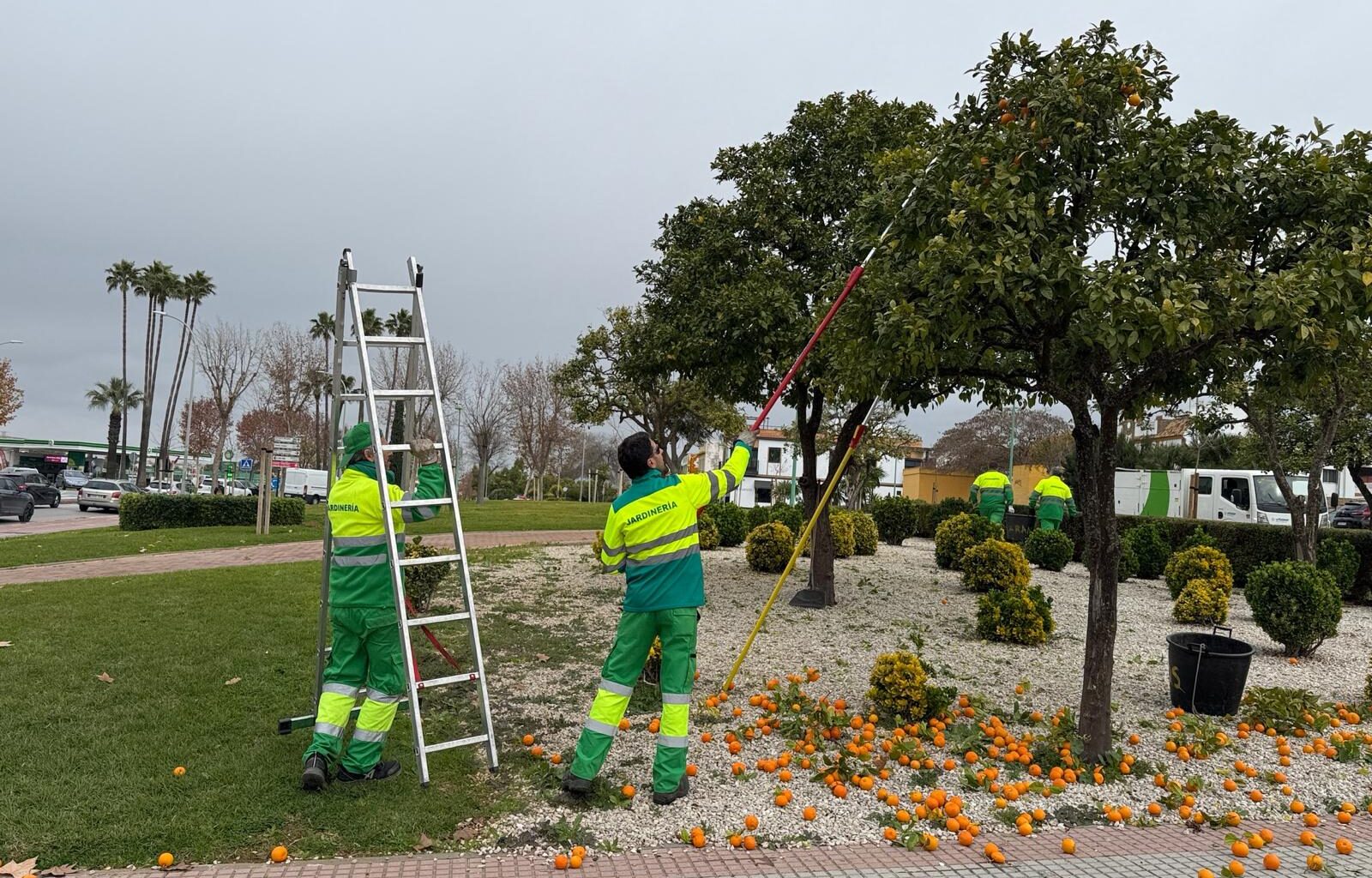 El Ayuntamiento de Dos Hermanas continúa con la campaña anual de retirada de la naranja amarga