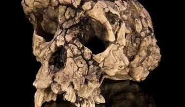 Toumaï, nuestro primer antepasado, ya caminaba erguido hace casi siete millones de años