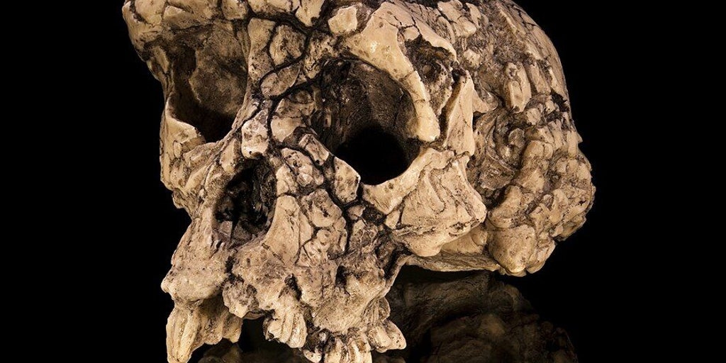 Toumaï, nuestro primer antepasado, ya caminaba erguido hace casi siete millones de años