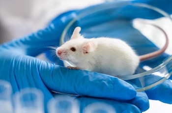 Los científicos desarrollan una técnica