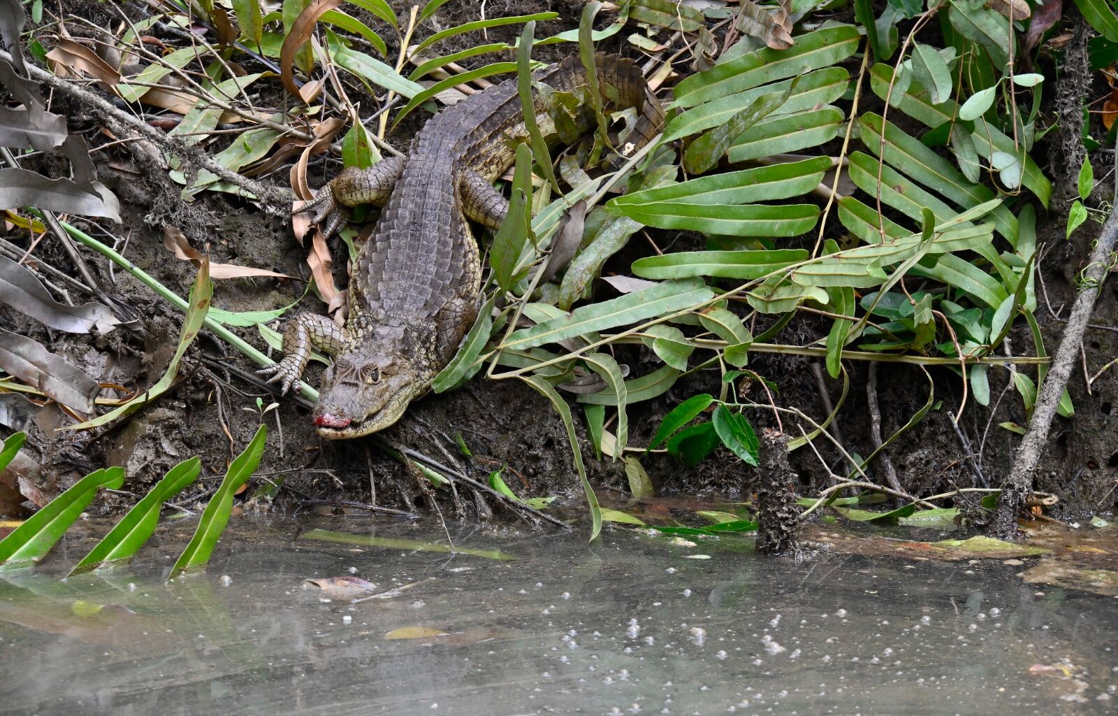 LA CVC CONTINÚA DEVOLVIENDO VIDA SILVESTRE A SU HÁBITAT NATURAL EN EL VALLE DEL CAUCA