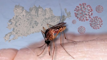 El virus Oropouche dejó de