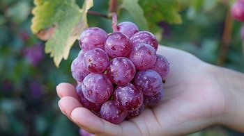 El resveratrol, presente en uvas