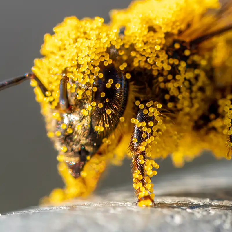 Abeja llena de polen
