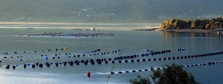 Subpesca avanza en el desarrollo de estrategias de economía circular para la pesca y la acuicultura