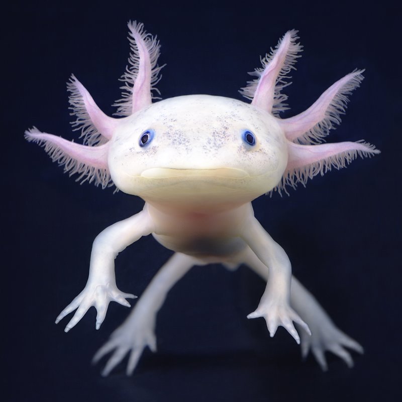 Axolotl
