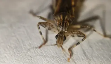 Investigadores en Barcelona aplican la IA para detener al parásito que enferma a 7 millones de personas