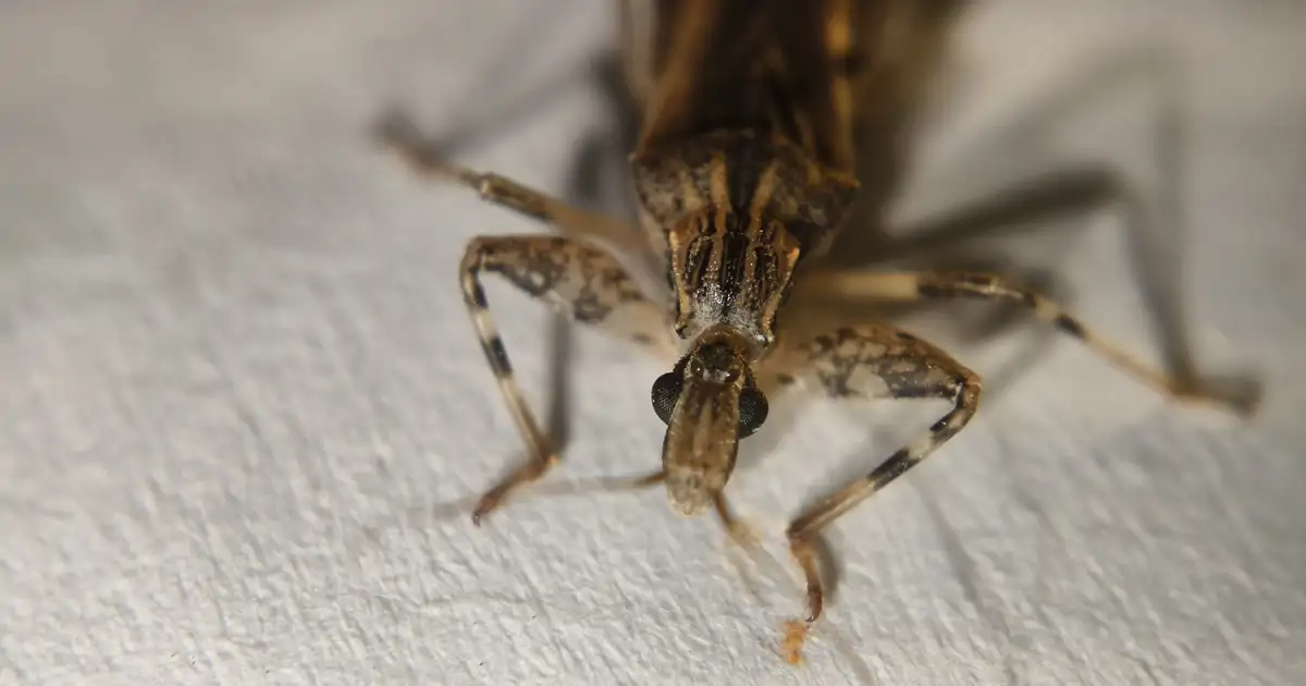 Investigadores en Barcelona aplican la IA para detener al parásito que enferma a 7 millones de personas