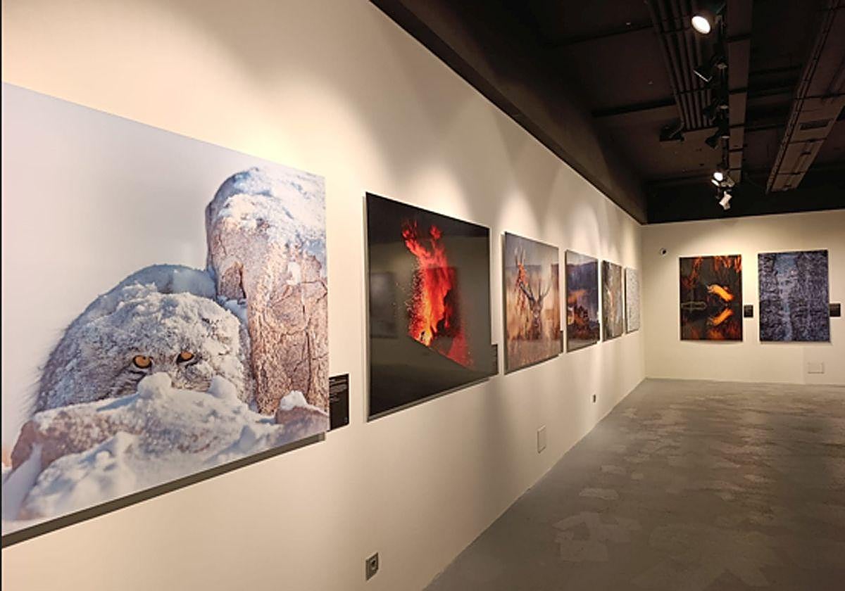 La exposición fotográfica que convierte a Burgos en un escaparate mundial de la naturaleza