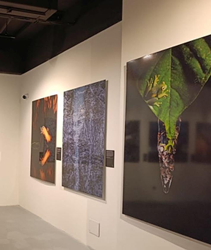 Imagen secundaria 2 - La exposición fotográfica que convierte a Burgos en un escaparate mundial de la naturaleza