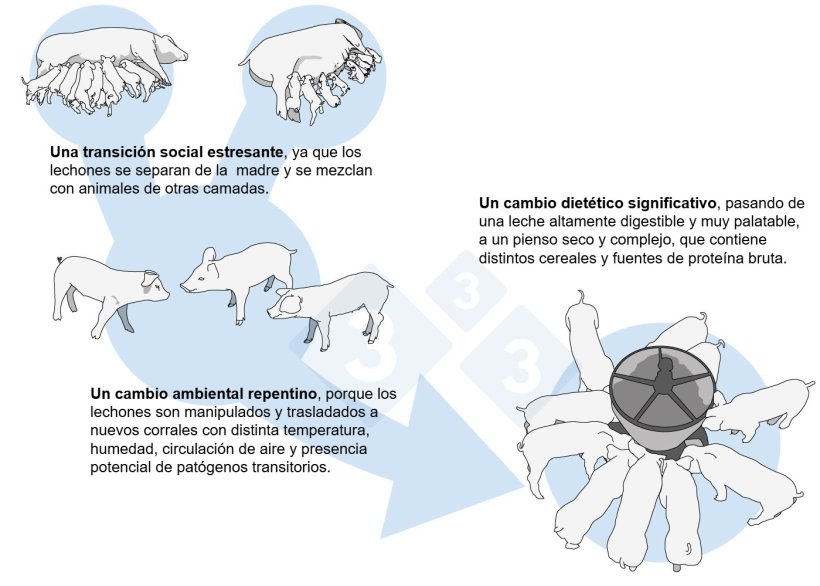 Figura 1. Factores externos de estrés alrededor del destete.
