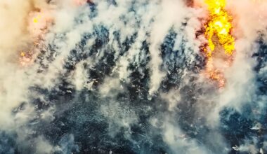 la gravedad del fuego en un bosque afecta más a su recuperación que el clima tras el incendio