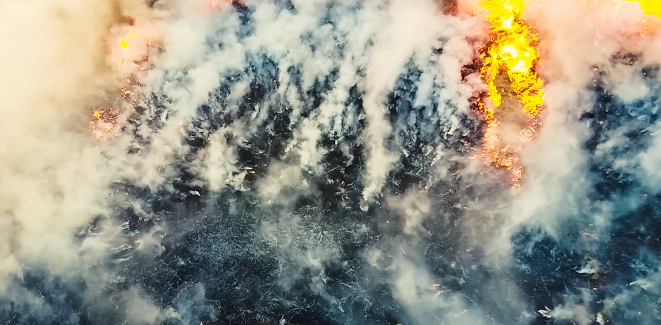 la gravedad del fuego en un bosque afecta más a su recuperación que el clima tras el incendio