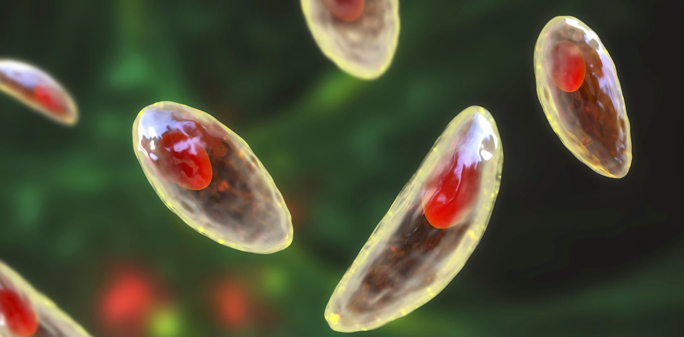 parásitos que pueden llegar al plato (y cómo evitarlo)