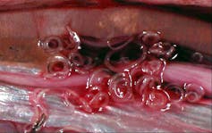 Anisakis detectados en un arenque.