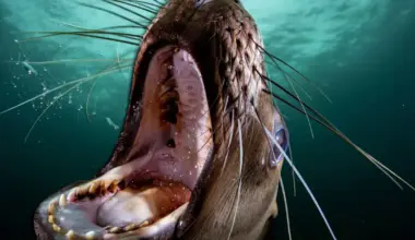 de los leones marinos a los caballos de Cartagena