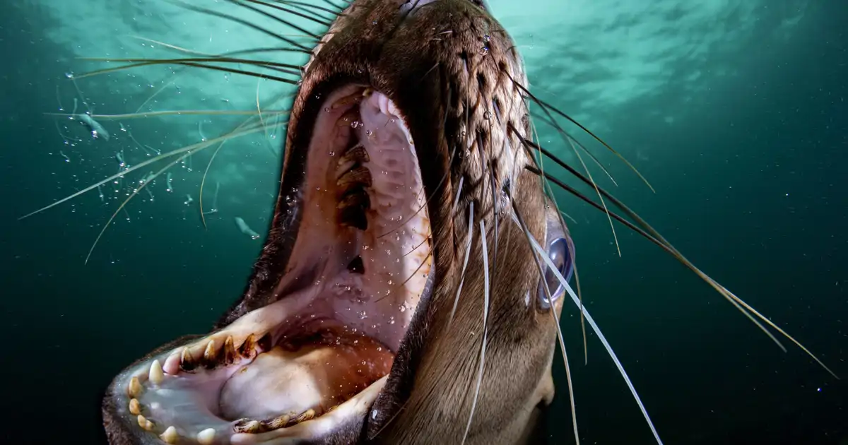 de los leones marinos a los caballos de Cartagena