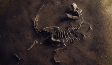 el reloj de la evolución podría avanzar a distintas velocidades