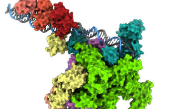 Así activa su poder mortal la bacteria del cólera