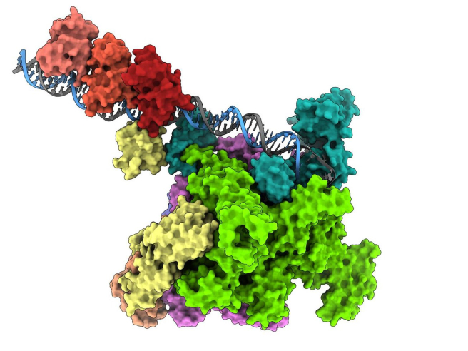 Así activa su poder mortal la bacteria del cólera