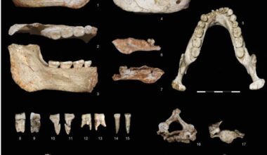 Hallan en Marruecos restos de homínidos de hace 770.000 años que revelan un linaje africano anterior al Homo sapiens