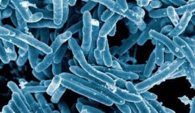 La tuberculosis aprovecha parte del sistema de defensa inmunitaria para causar infección