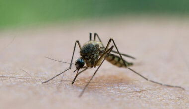 Brasil.- La sed de sangre humana de los mosquitos aumenta a medida que empeora la pérdida de biodiversidad