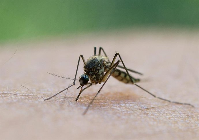 Archivo - FILED - 20 August 2011, Brandenburg, Frankfurt (Oder): A Mosquito sucks blood off a man's arm.  Seven people have died from the West Nile virus in Greece this year, according to a report by the health authority EODY. Photo: Patrick Pleul/dpa/dpa