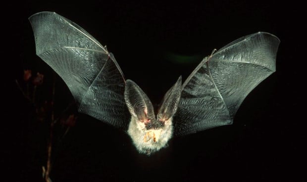 2 estrategias contra un patógeno sin cura