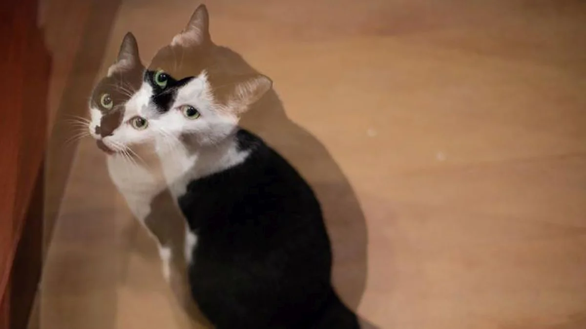 Visión borrosa o doble